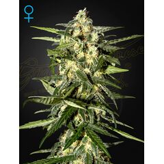 Jack Herer Auto, Фасовка: 3